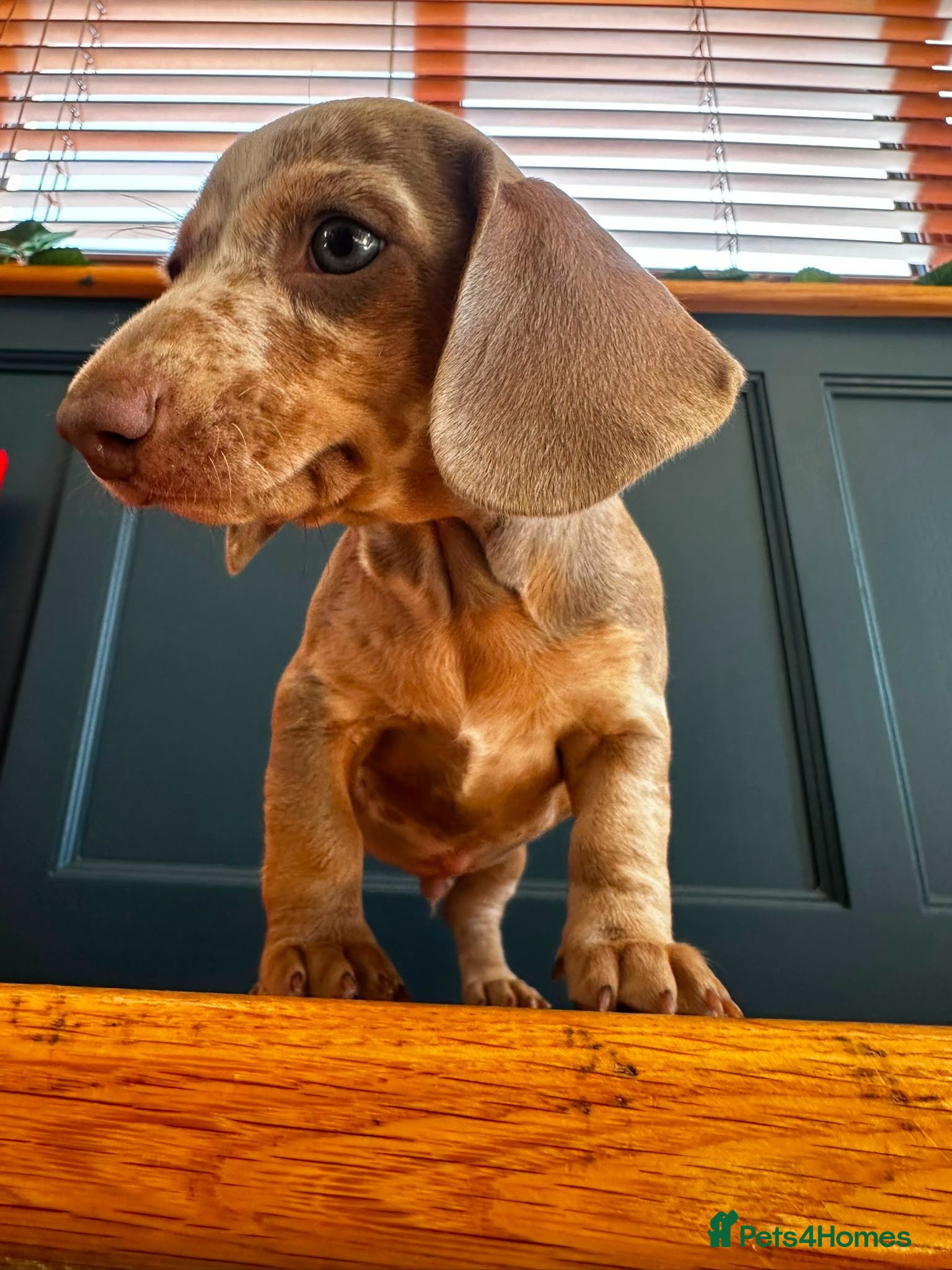 Miniature Dachshund dogs Last little girl to find a home - Advert 2