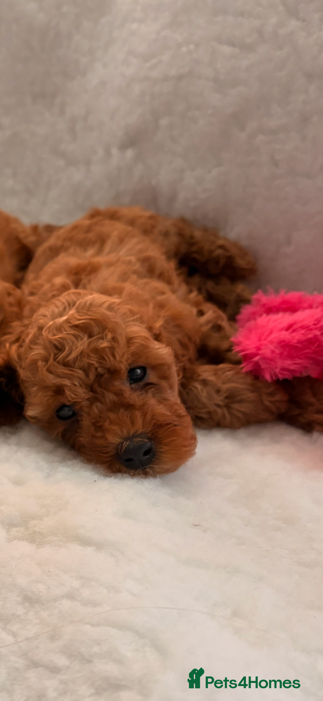 Cavapoo dogs Stunning Fox red F1b cavapoo puppies - Advert 2
