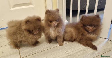 Pomeranian dogs - Advert 6