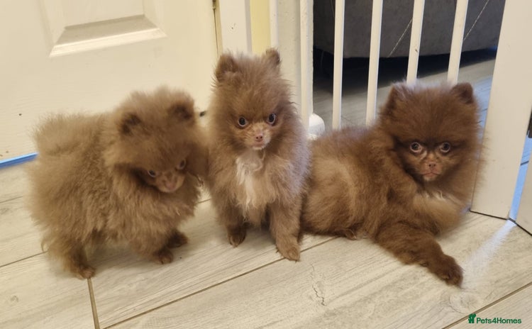 Pomeranian dogs - Advert 1