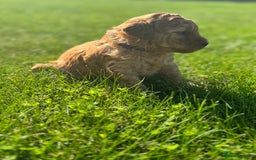 Miniature Poodle dogs for sale: KC registered Miniature Red poodles for Sale - Image 9
