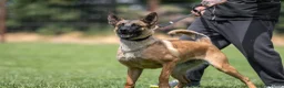 Belgian Shepherd Dog dogs for sale: KC registered Malinios bitch  - Advert 17