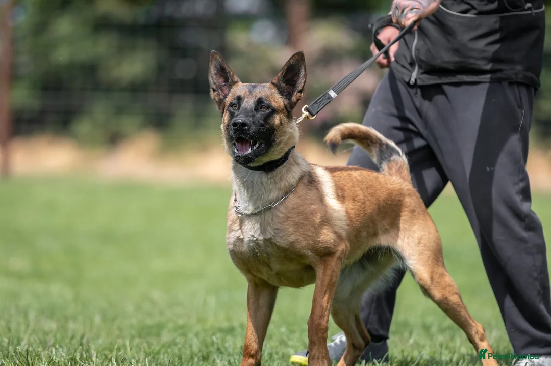 Belgian Shepherd Dog dogs for sale: KC registered Malinios bitch  - Advert 17