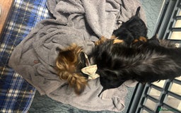 Yorkshire Terrier dogs for sale: Gorgeous small Yorkshire terrier puppies  - Image 6