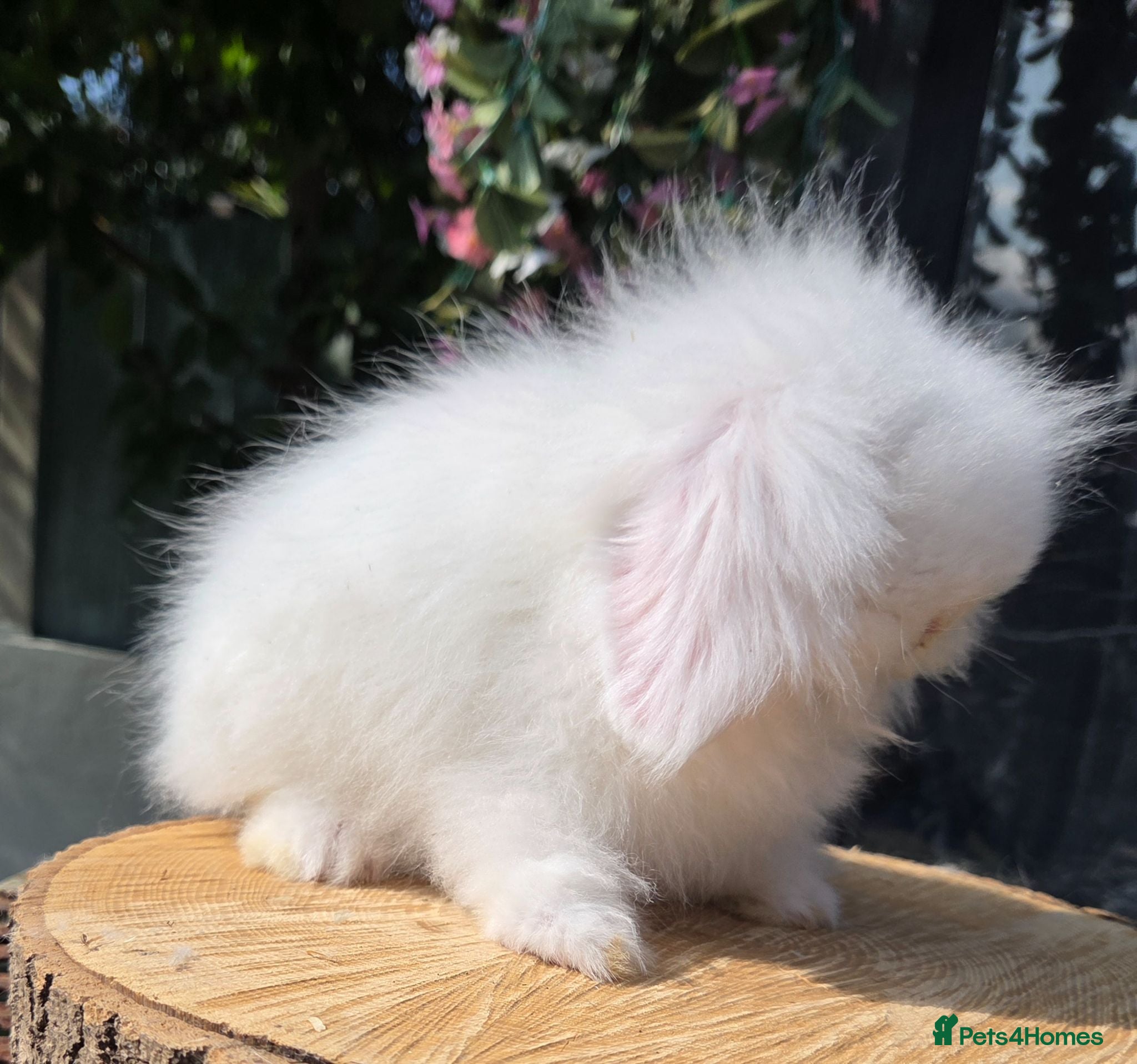 Angora rabbits  teddywidders babys  boys & girls to reserve  - Advert 2