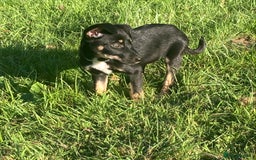 Mixed Breed dogs for sale: Collie x Huntaway - Image 13