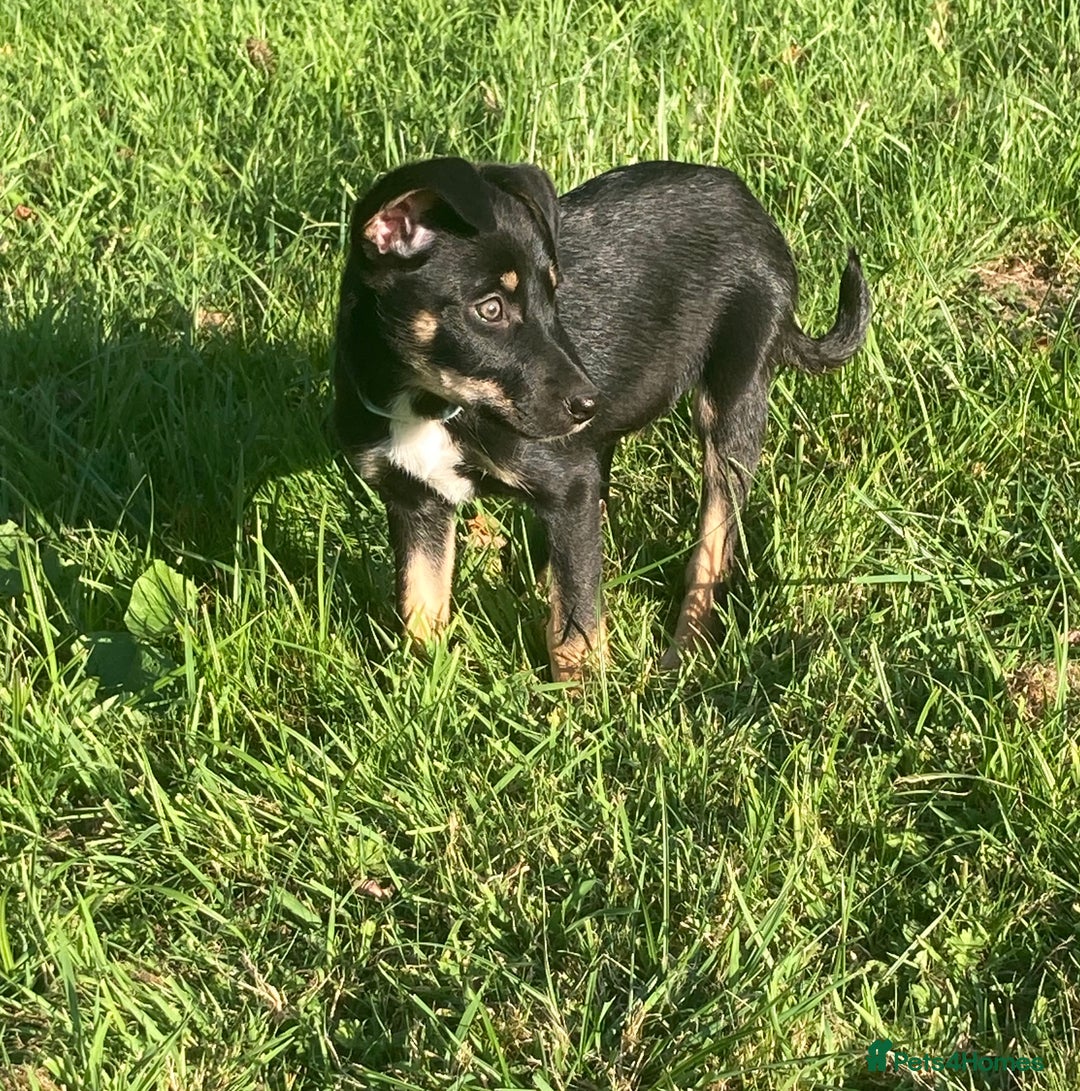 Mixed Breed dogs for sale: Collie x Huntaway - Image 13
