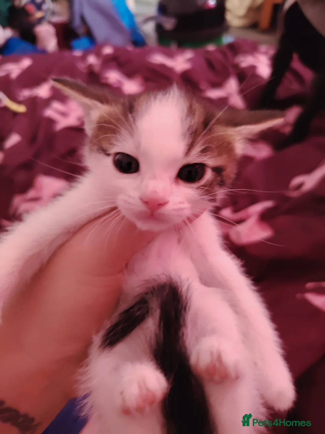 Mixed Breed cats for sale: 4 kittens in Stockton-on-Tees - Advert 6
