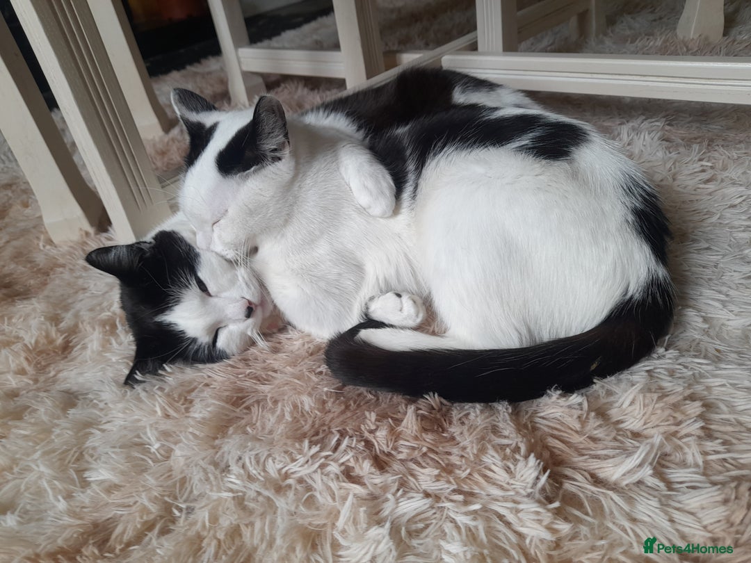 Mixed Breed cats for sale: Mother and kitten - Image 1