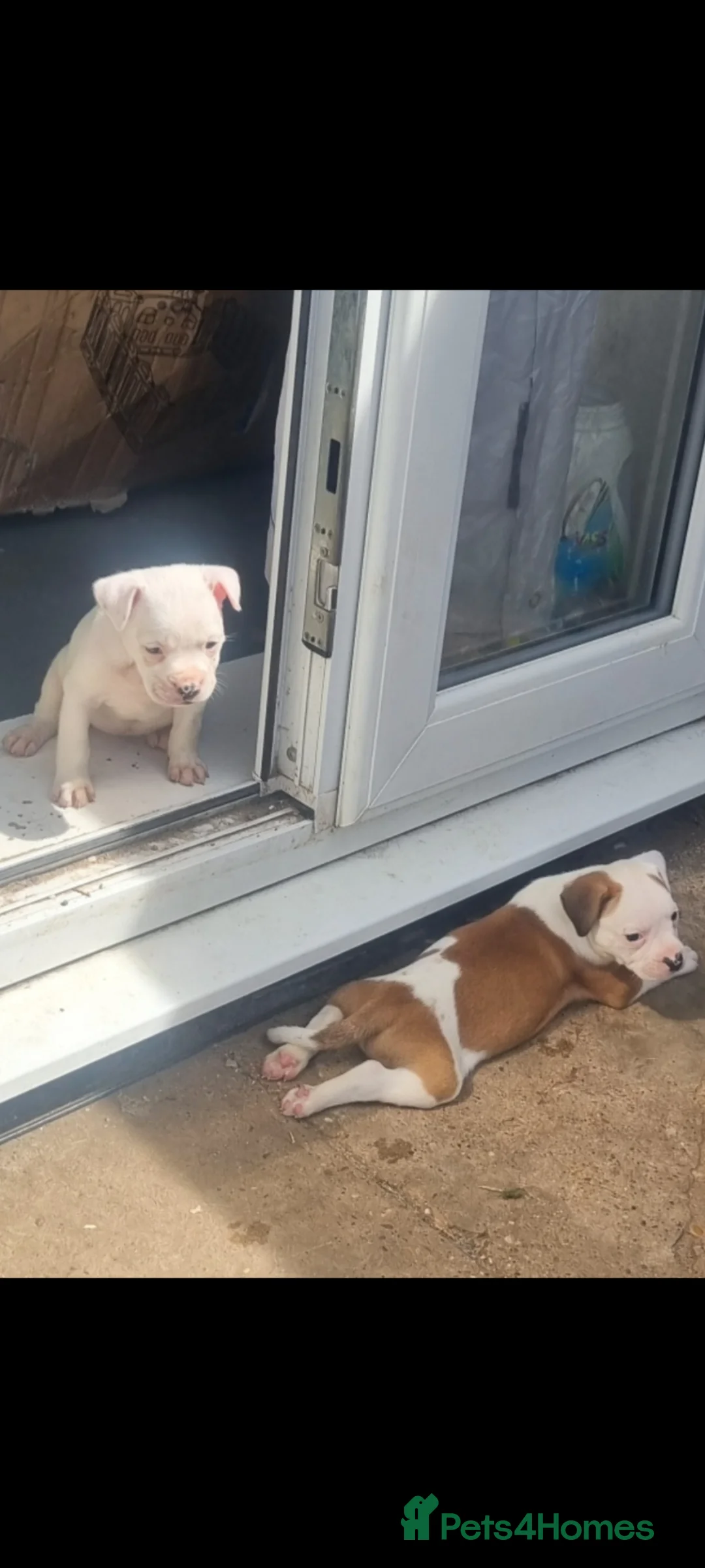 Mixed Breed dogs for sale: 🐾 Beautiful Puppies Available to Reserve 🐾 - Advert 2