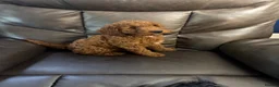 Cockapoo dogs for sale: 5 beautiful cockapoos puppies  - Advert 9