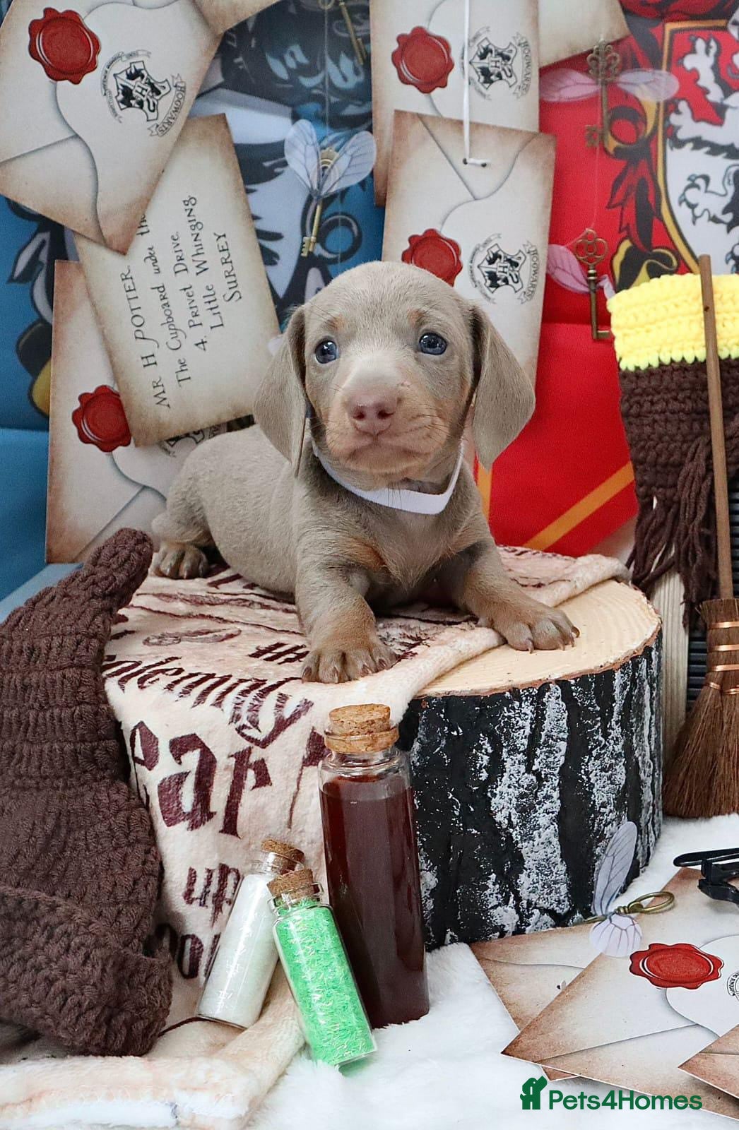 Miniature Dachshund dogs Adorable Miniature Dachshund Puppies Awaits! - Advert 11