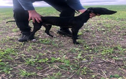 Mixed Breed dogs for sale: Big Ben  - Image 7