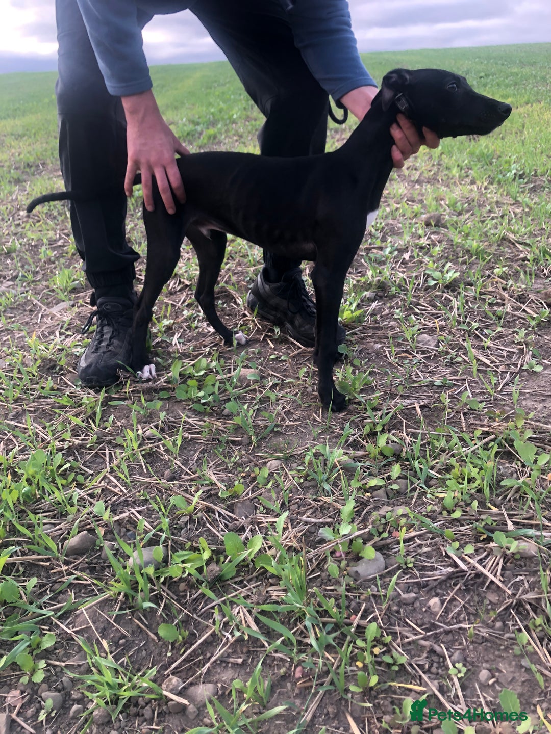 Mixed Breed dogs for sale: Big Ben  - Image 7