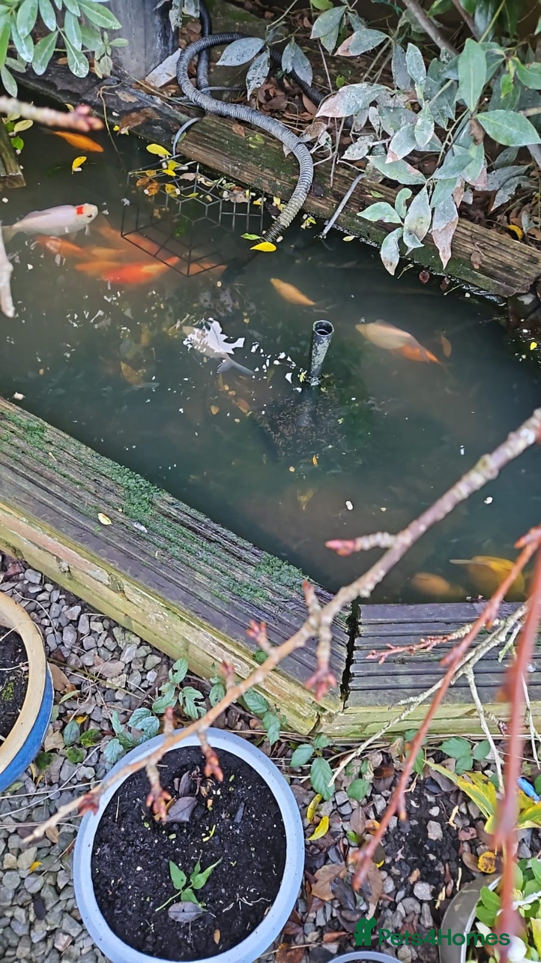 Goldfish fish for sale: Various Goldfish - Advert 3