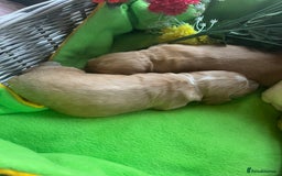 Cocker Spaniel dogs for sale: Exceptional KC registered Show Cocker Spaniels  - Image 10