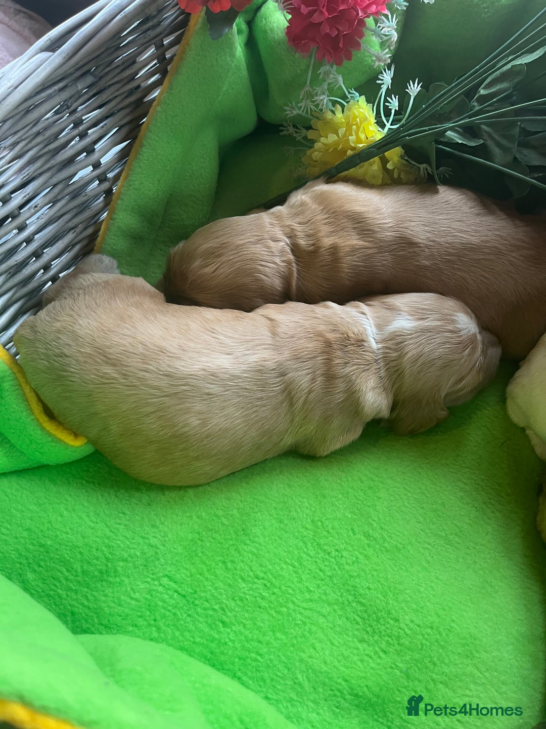 Cocker Spaniel dogs for sale: Exceptional KC registered Show Cocker Spaniels  - Image 10