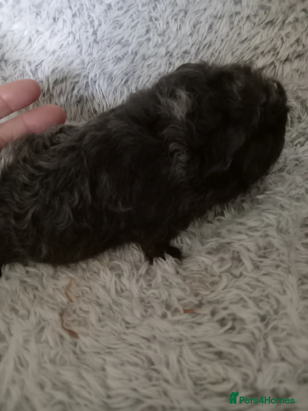 Guinea Pig rodents for sale: Swiss boys  - Advert 4