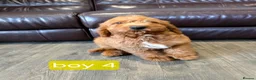 Labradoodle dogs for sale: Adorable F1B Miniature Labradoodle Pups 🐾🩷 - Advert 32