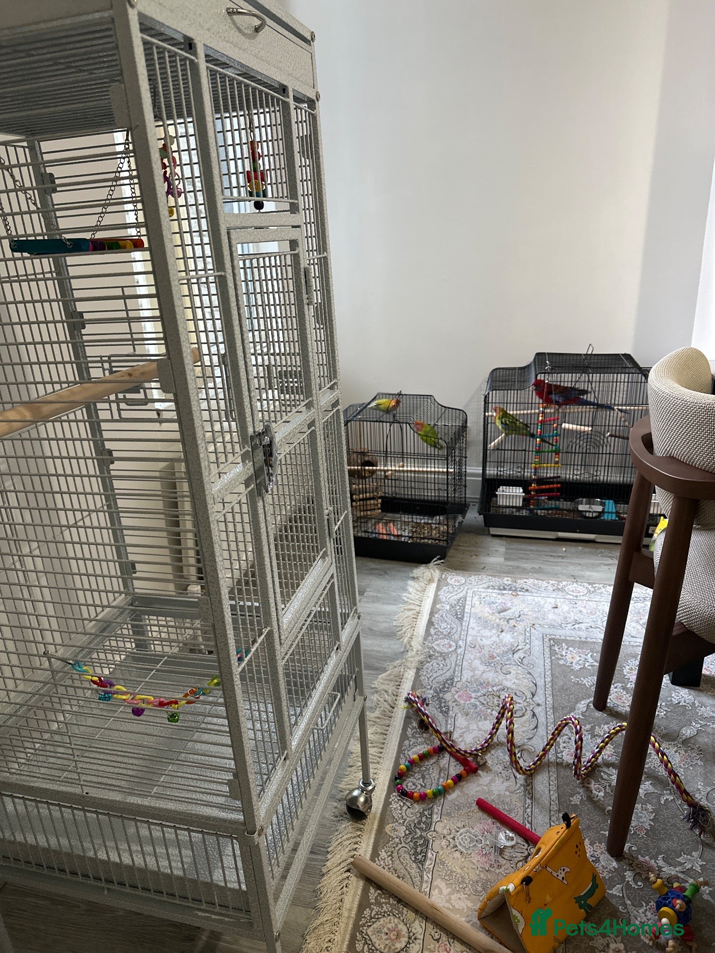 Mixed Breed birds 3 cage - Advert 1