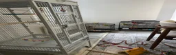 Mixed Breed birds for sale: 3 cage - Advert 1