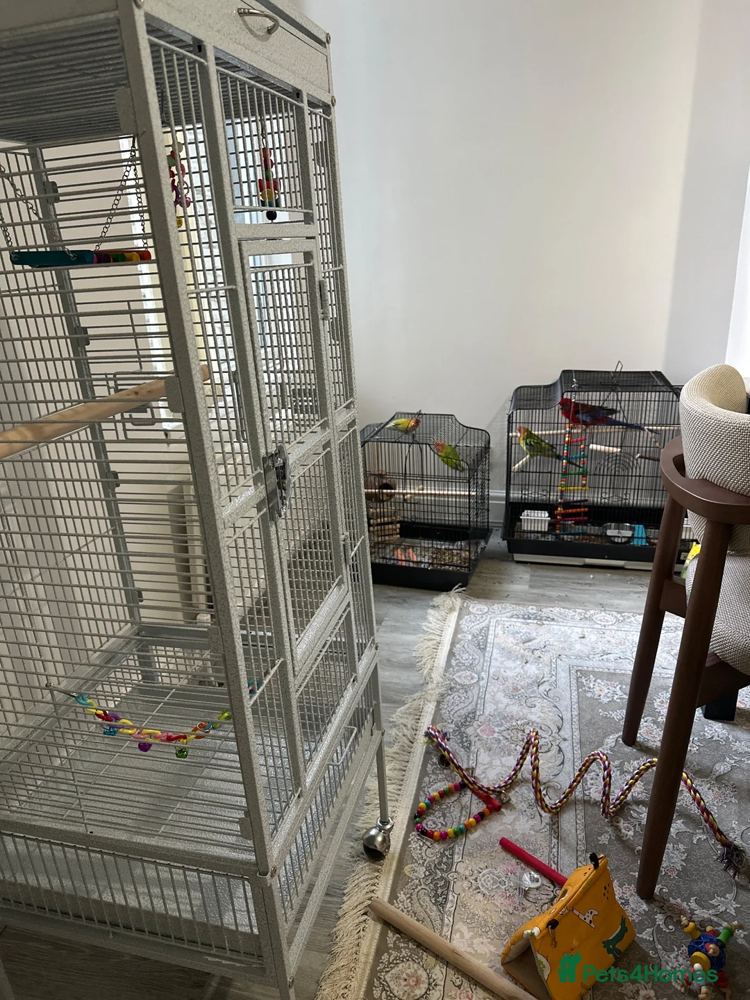 Mixed Breed birds for sale: 3 cage - Advert 1