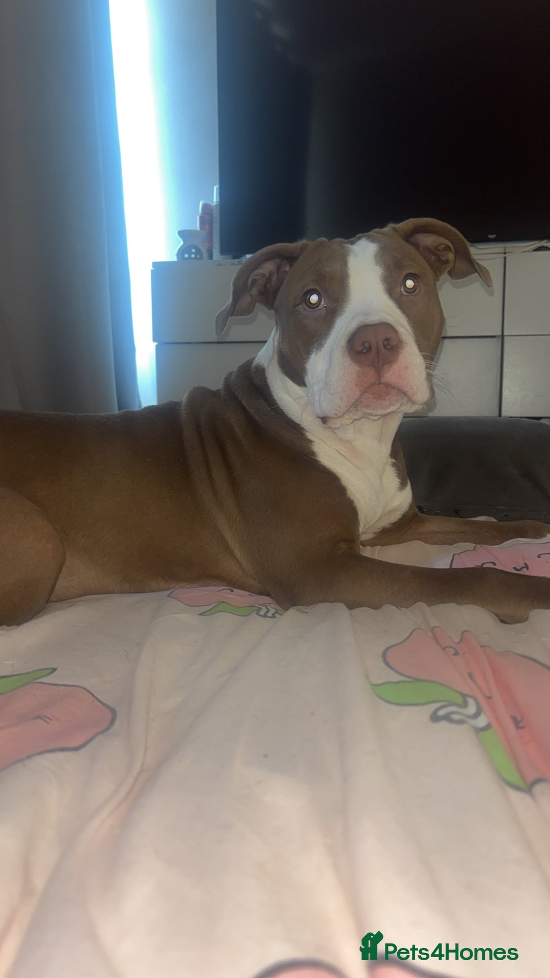 Mixed Breed dogs for sale: Albert  - Advert 1