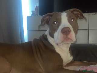 Mixed Breed dogs - Advert 8