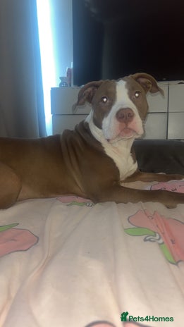 Mixed Breed dogs - Advert 3