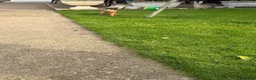 Mixed Breed dogs for sale: Beautiful Cockzler Boy  - Advert 7