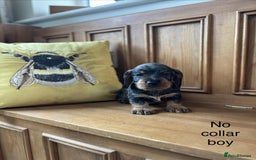 Dachshund dogs for sale: Dual Purpose Standard Wirehaired Dachshund(Teckel) - Image 18