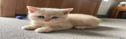 British Shorthair cats for sale: BSH kittens in Camborne - Advert 2