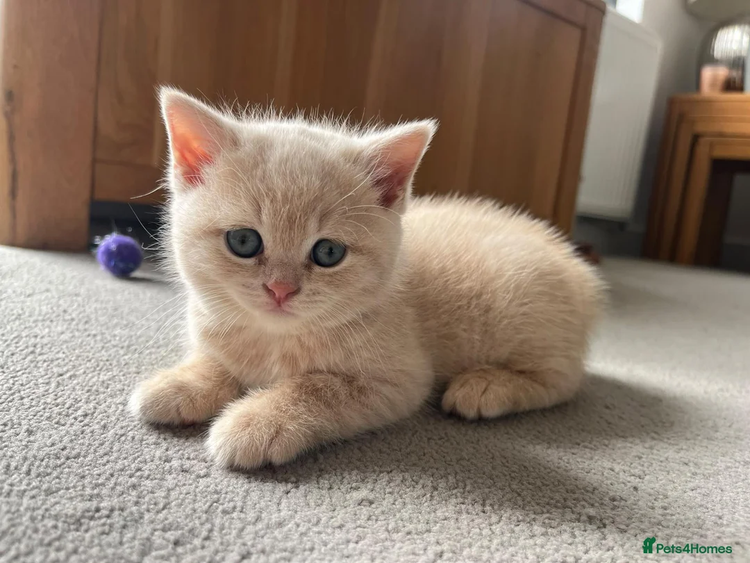 British Shorthair cats for sale: BSH kittens in Camborne - Advert 2