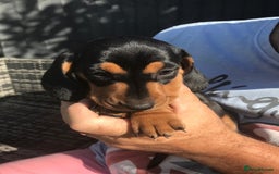 Dachshund dogs for sale: Mini Dachsunds for sale x 2 - Image 4
