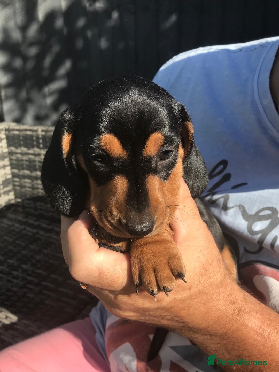 Dachshund dogs for sale: Mini Dachsunds for sale x 2 - Image 4