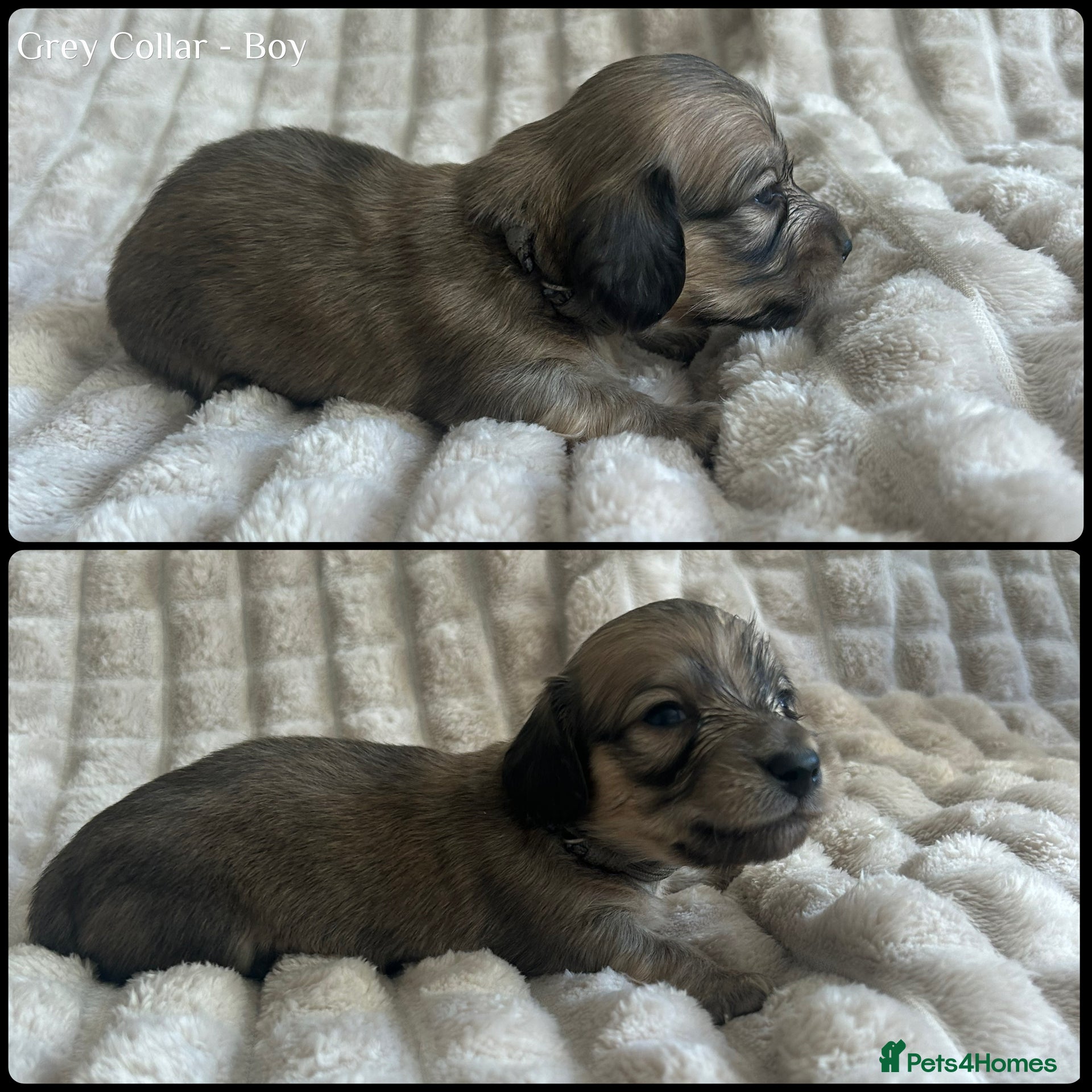 Miniature Dachshund dogs Stunning Champion Cream Miniature Dachshunds!  - Advert 2