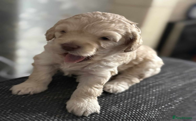 Cockapoo dogs - Advert 1