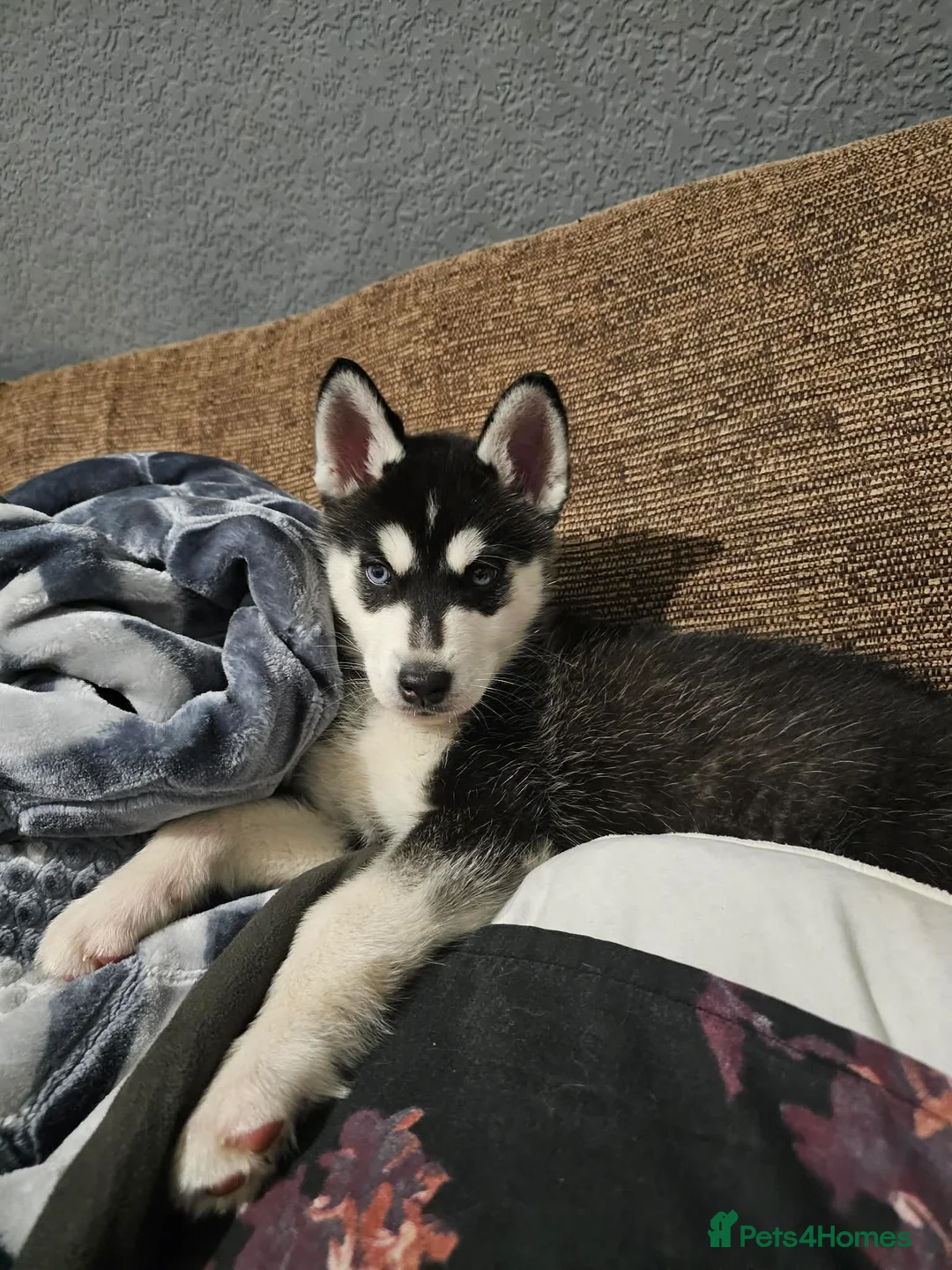 Siberian Husky dogs for sale: Stunning Husky puppies  - Advert 7