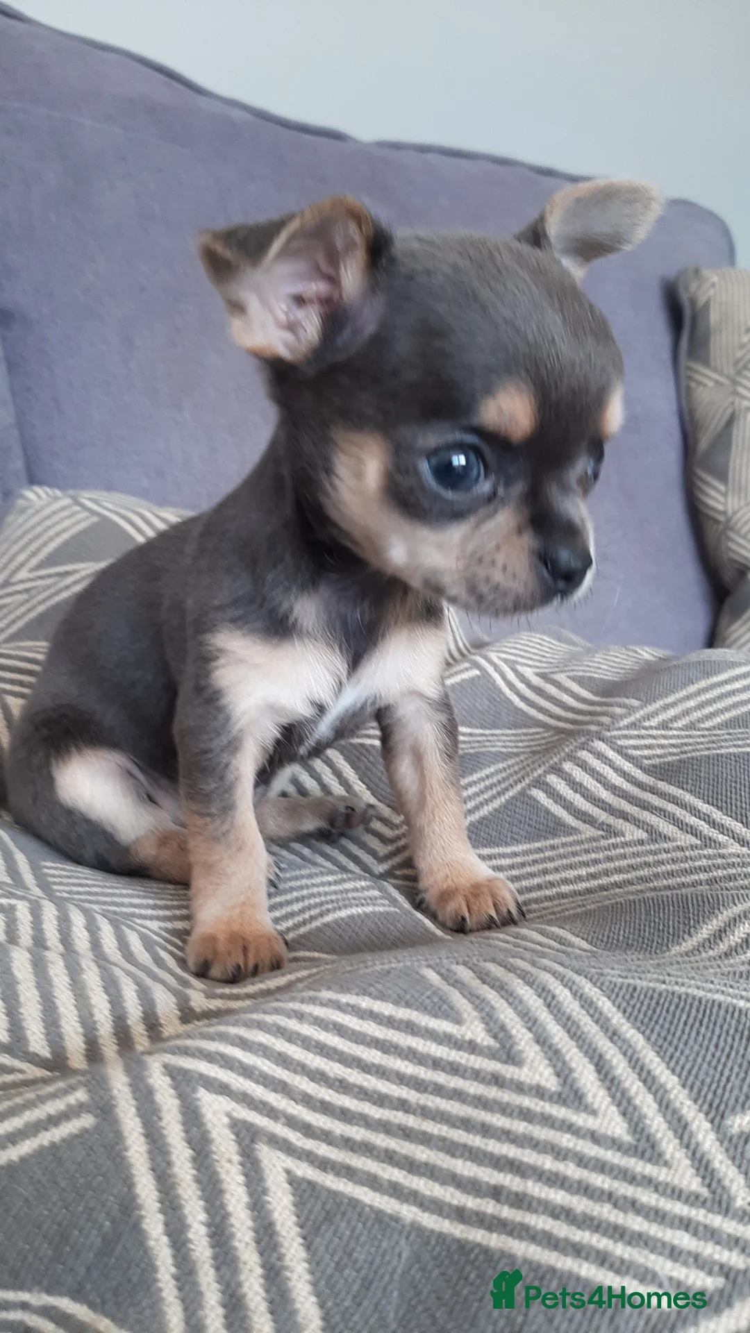 Chihuahua dogs for stud: FREDERICK VON LOVEHUNTER KC Champion heritage Stud in Chorley - Advert 33