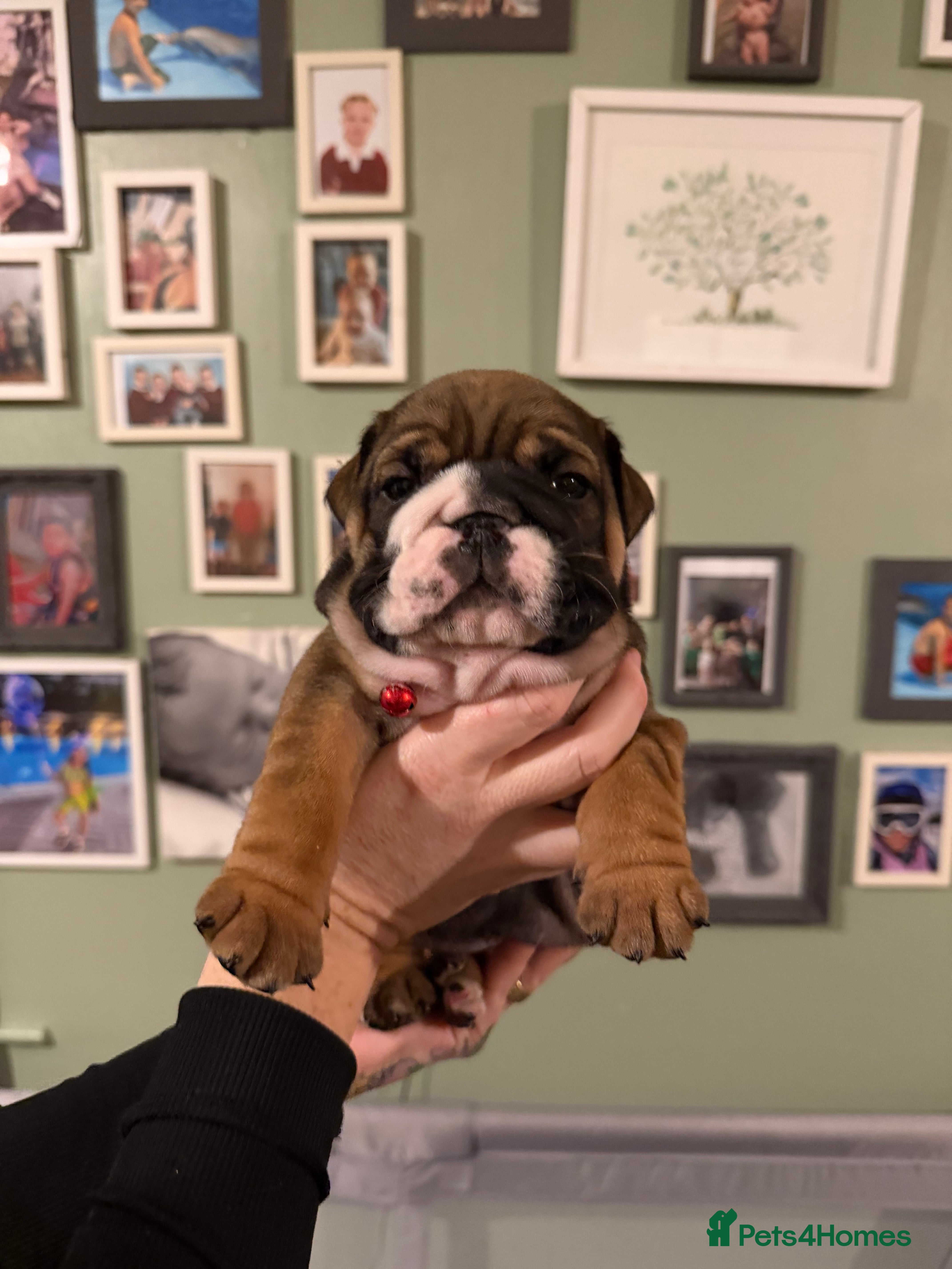 English Bulldog dogs 🌸💙 top blood line English bulldogs 🌸💙❤️ - Advert 5