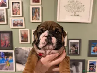 English Bulldog dogs 🌸💙 top blood line English bulldogs 🌸💙❤️ - Advert 5