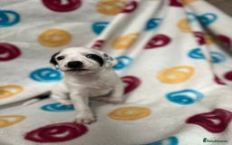 English Setter dogs for adoption: Setter x Pups (Rina's Puppies) - Image 16