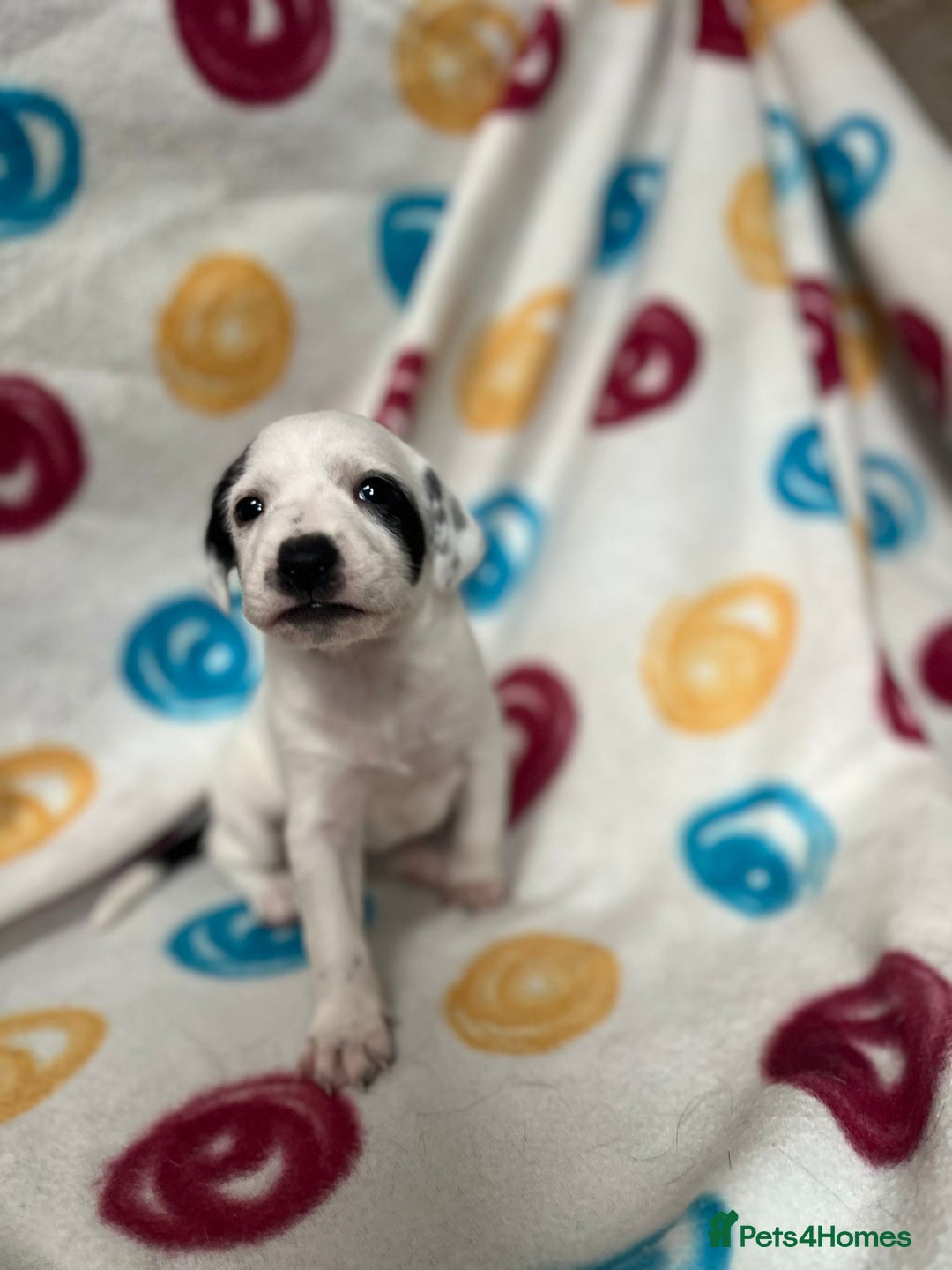 English Setter dogs for adoption: Setter x Pups (Rina's Puppies) - Image 16