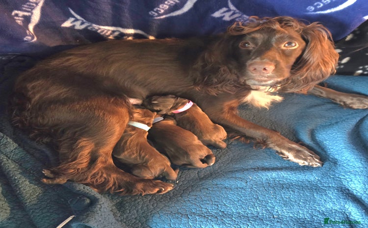 Sprocker dogs - Advert 5