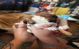 Saint Bernard dogs for sale: 6th Generation St Bernard KC Reg puppies - Image 1