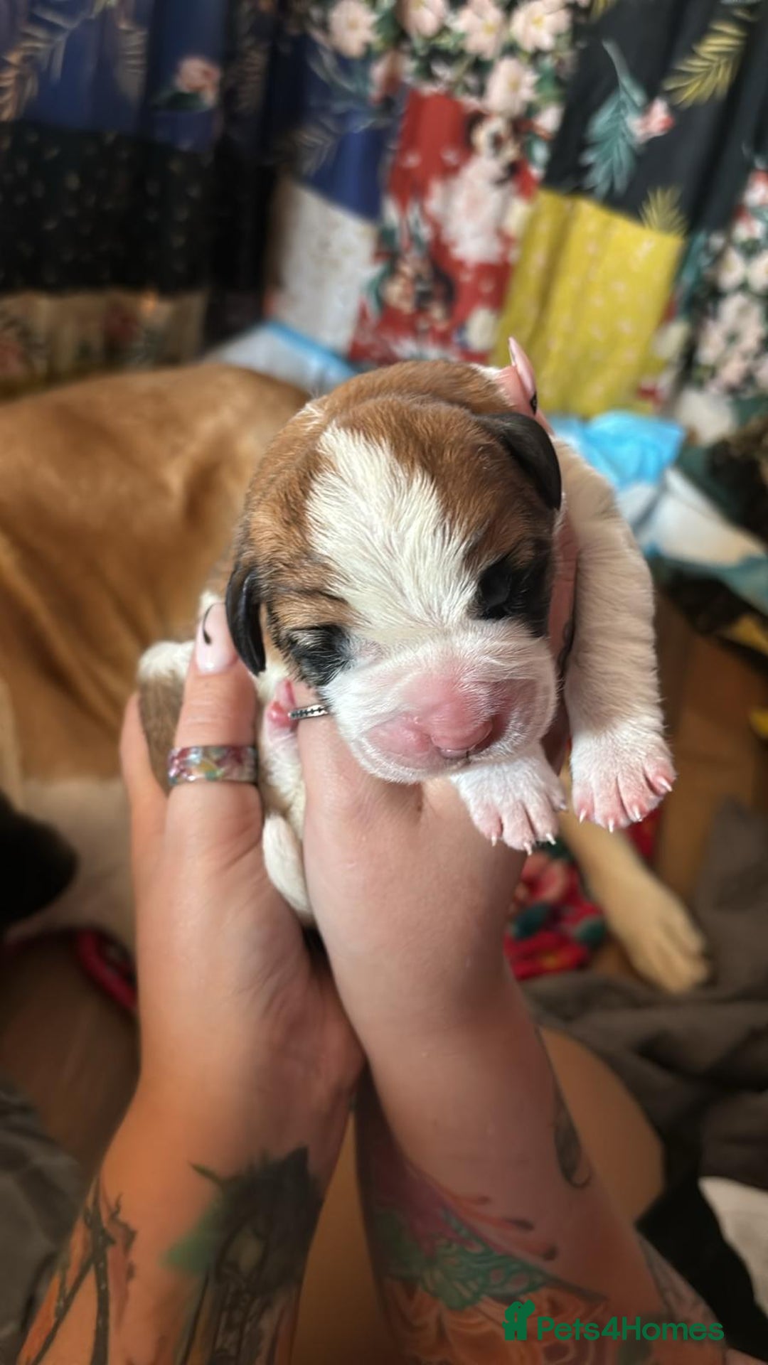 Saint Bernard dogs for sale: 6th Generation St Bernard KC Reg puppies - Image 1