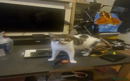 Mixed Breed cats for sale: 2 boys and girls for sale - Image 8
