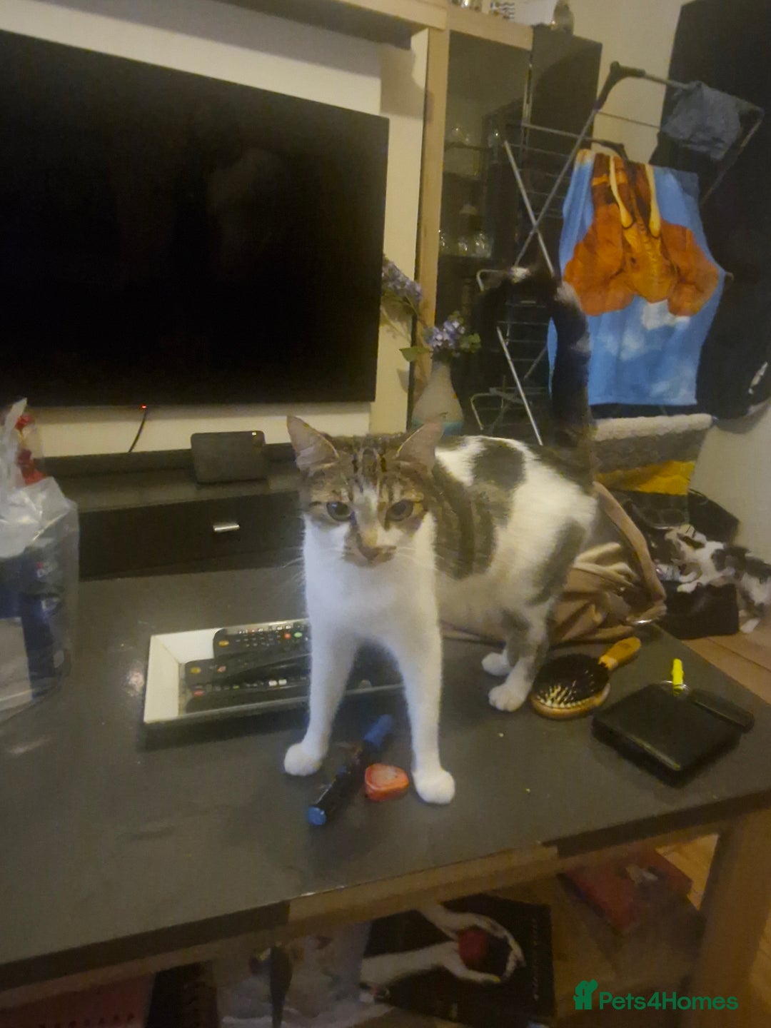 Mixed Breed cats for sale: 2 boys and girls for sale - Image 8