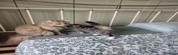 Mixed Breed cats for sale: Domestic kittens long haired/short - Advert 11