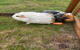 Guinea Pig rodents for sale: Marble and Peanut - Image 4